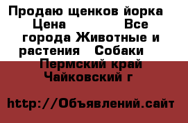 Продаю щенков йорка › Цена ­ 10 000 - Все города Животные и растения » Собаки   . Пермский край,Чайковский г.